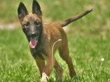 Robustes chiots Bergers Belges Malinois non LOSH disponibles : trois femelles et six mâles