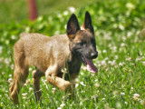Robustes chiots Bergers Belges Malinois non LOSH disponibles : trois femelles et six mâles