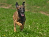 Robustes chiots Bergers Belges Malinois non LOSH disponibles : trois femelles et six mâles