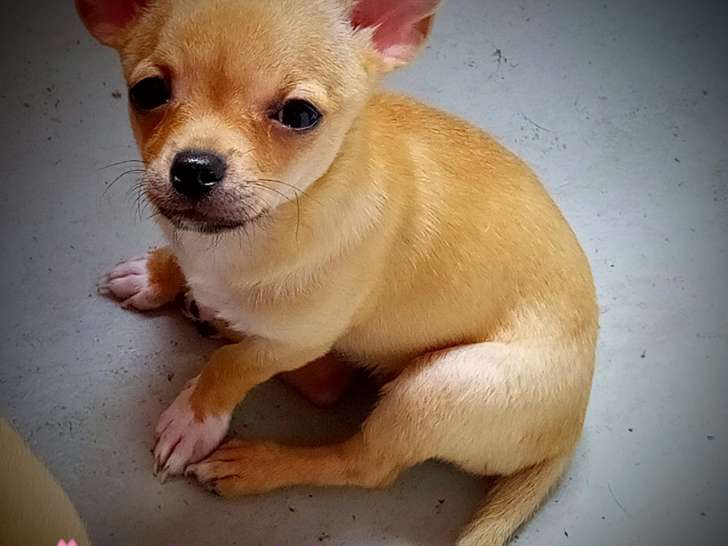Chihuahuas issus de parents LOF à vendre
