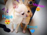 Chihuahuas issus de parents LOF à vendre