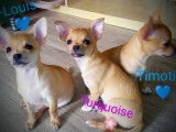 Chihuahuas issus de parents LOF à vendre