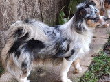 Sirius, le père blue merle