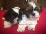Magnifiques chiots Shih Tzu à réserver