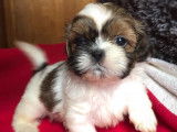 Magnifiques chiots Shih Tzu à réserver