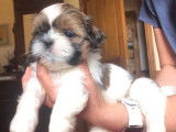 Magnifiques chiots Shih Tzu à réserver
