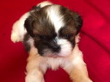 Magnifiques chiots Shih Tzu à réserver