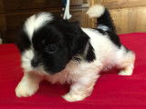 Magnifiques chiots Shih Tzu à réserver