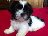 Magnifiques chiots Shih Tzu à réserver