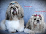Magnifiques chiots Shih Tzu à réserver