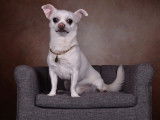 Chihuahua disponible pour saillie