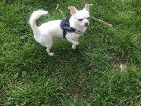 Chihuahua disponible pour saillie
