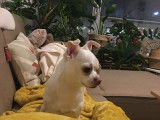 Chihuahua disponible pour saillie