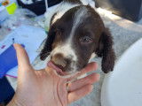 Chiots Springler Anglais LOF à vendre