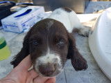 Chiots Springler Anglais LOF à vendre