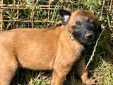Remarquables chiots Bergers Belges Malinois pedigree LOSH, une femelle et un mâle, disponibles en juillet 2022