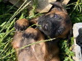 Remarquables chiots Bergers Belges Malinois pedigree LOSH, une femelle et un mâle, disponibles en juillet 2022