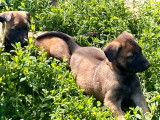 Remarquables chiots Bergers Belges Malinois pedigree LOSH, une femelle et un mâle, disponibles en juillet 2022