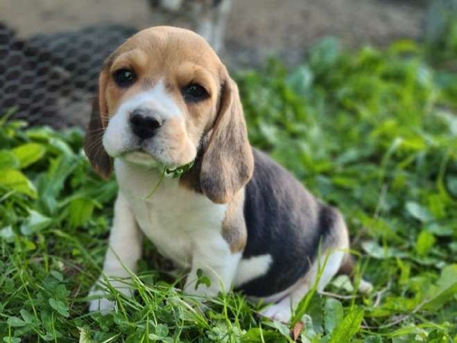 2 chiots LOF Beagles tricolores à vendre