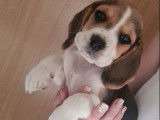 2 chiots LOF Beagles tricolores à vendre