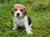 2 chiots LOF Beagles tricolores à vendre