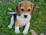2 chiots LOF Beagles tricolores à vendre