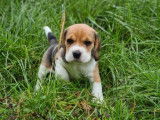 2 chiots LOF Beagles tricolores à vendre