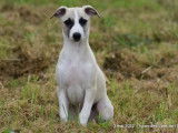 À vendre un chiot mâle Whippet LOF au pelage sable et blanc