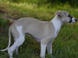 À vendre un chiot mâle Whippet LOF au pelage sable et blanc