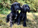 Des chiots Working Cockers non LOF à réserver