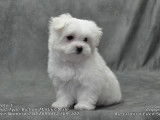 Un chiot mâle Bichon Maltais non LOF blanc à acheter