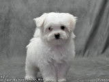Un chiot mâle Bichon Maltais non LOF blanc à acheter
