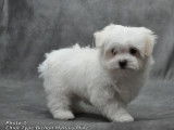 Un chiot mâle Bichon Maltais non LOF blanc à acheter