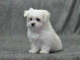 Un chiot mâle Bichon Maltais non LOF blanc à acheter