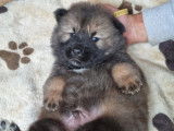 Chiots de race Eurasier à vendre (1 femelle & 4 mâles)