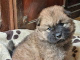 Chiots de race Eurasier à vendre (1 femelle & 4 mâles)