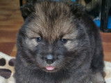 Chiots de race Eurasier à vendre (1 femelle & 4 mâles)