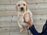 Des chiots Labradors sables LOF à réserver