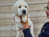 Des chiots Labradors sables LOF à réserver