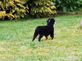 1 chiot Berger Américain Miniature à vendre, femelle tricolore LOF
