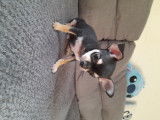 Chiot Chihuahua