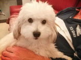 Paddy, Coton de Tuléar cherche fiancée pour saillie