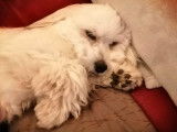 Paddy, Coton de Tuléar cherche fiancée pour saillie
