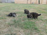 3 chiots Akita Inu &agrave; r&eacute;server, 2 m&acirc;les et 1 femelle LOF noir bring&eacute;