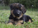 R&eacute;servation pour 2 chiots Bergers Allemands LOF femelles noir et sable