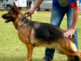 R&eacute;servation pour 2 chiots Bergers Allemands LOF femelles noir et sable