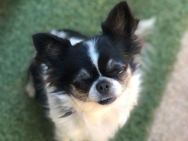 À vendre, 1 chien Chihuahua femelle adulte de 2020, LOF noir et blanc