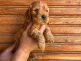 Réservation pour 3 chiots Cockers Spaniel Anglais mâles fauve LOF