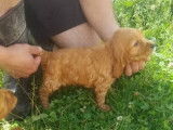 Réservation pour 3 chiots Cockers Spaniel Anglais mâles fauve LOF
