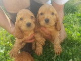 Réservation pour 3 chiots Cockers Spaniel Anglais mâles fauve LOF